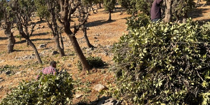 Derecik’te yıllardır süren yardımlaşma geleneği devam ediyor