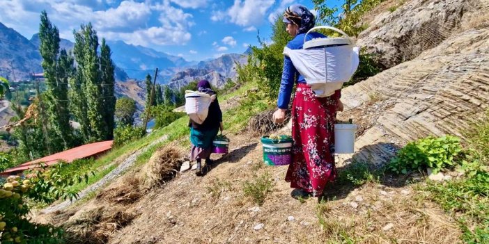 Yüksekova’da geleneksel yöntemlerle pekmez yapımı başladı