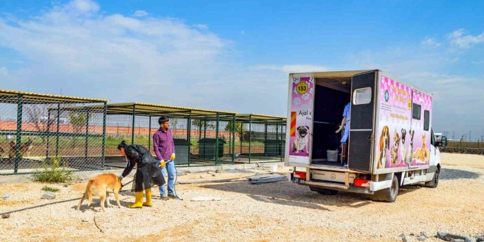 Diyarbakır’da köpekler mobil araçla kısırlaştırılıyor