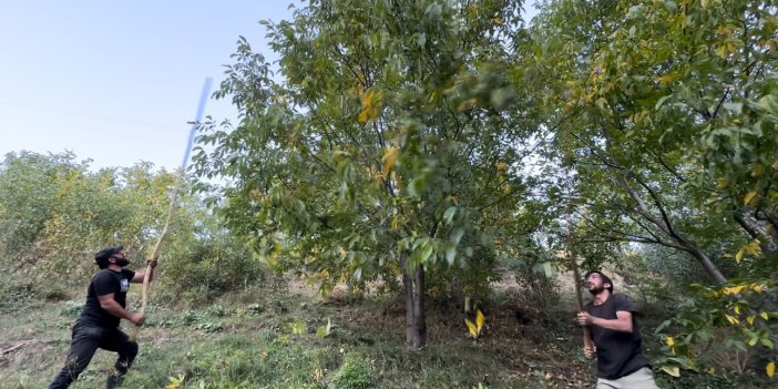 Yüksekova’da ceviz hasadı sürüyor