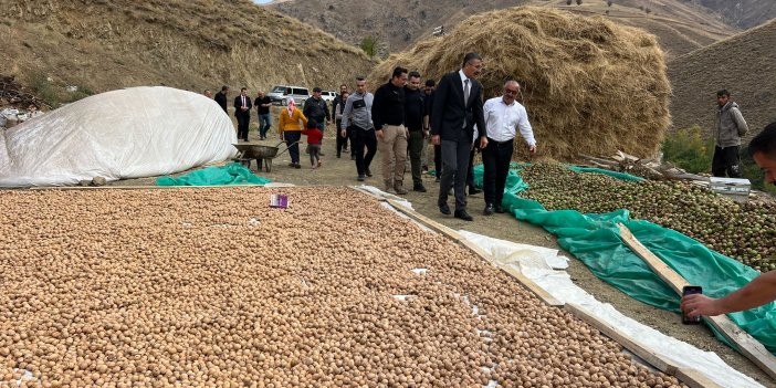 Hakkari'de ceviz hasadı başladı: Bu yıl rekolte yüksek