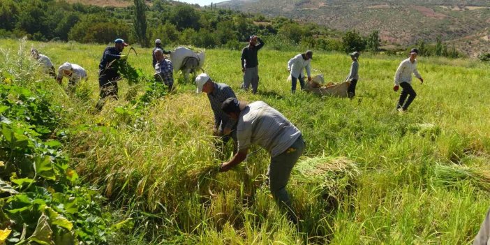 Gercüş’te imece usulü orakla pirinç hasadı geleneksel yöntemlerle yapılıyor