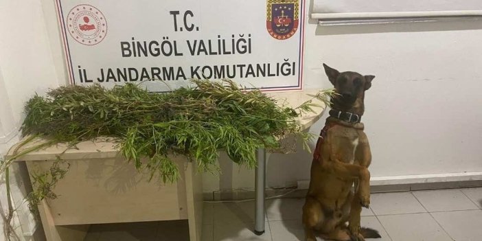 Bingöl’de jandarma uyuşturucuyla mücadeleye devam ediyor