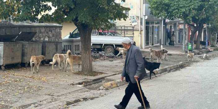 Kağızman’da sokak köpekleri tehlike saçıyor