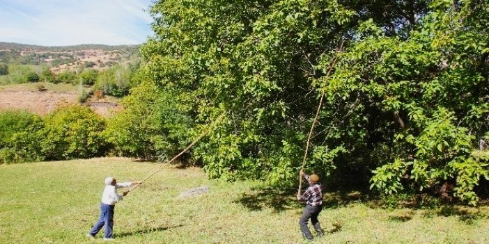 Hakkari’de ceviz ağacından düşen kişi yaşamını yitirdi