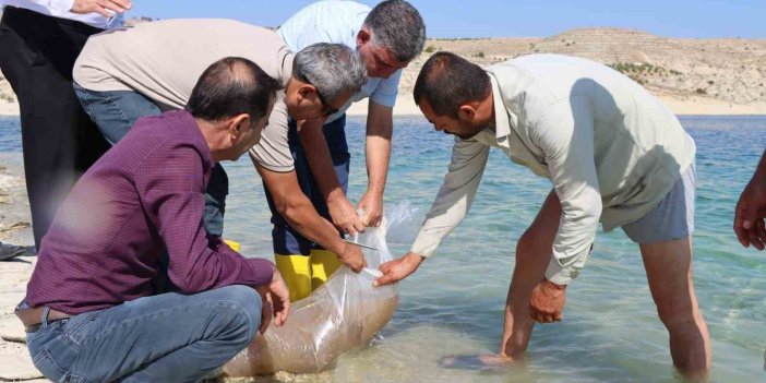 Atatürk Baraj Göleti’ne 2 buçuk milyon şabut balığı yavrusu bırakıldı