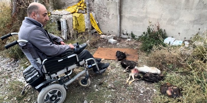 Yüksekova'da engelli vatandaşın kümesine giren köpekler 10 tavuğu öldürdü