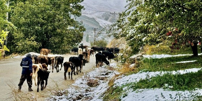 Şemdinli: Kar yağışı, tarım ve hayvancılık faaliyetlerine zarar verdi