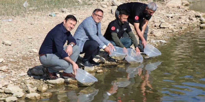 Dicle ilçesindeki Kralkızı Barajına 100 bin sazan yavrusu bırakıldı