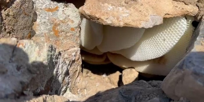 Hakkari'de dağ bayır dolaşarak kaya balı arıyor