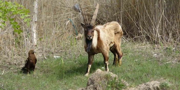 Van’da 400 yaban hayvanı tedavi edildi