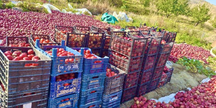 Yüksekovalı çiftçiden muhafaza ve pazar talebi