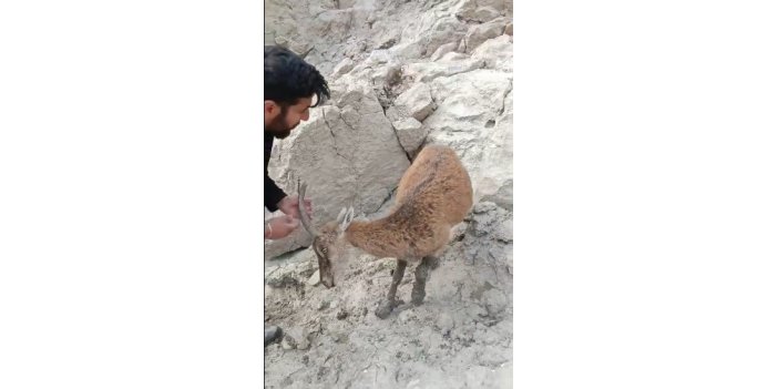 Erzincan'da ayakları balçığa saplanan dağ keçisi kurtarıldı