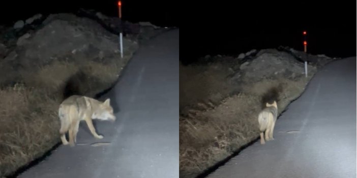 Hakkari’de aç kalan kurt mahalleye indi