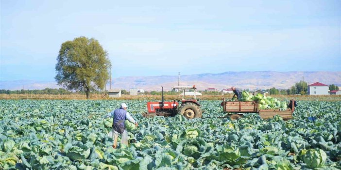 Muş’ta lahana üretiminden 120 milyon lira gelir öngörülüyor