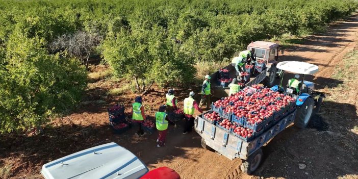 Urfa’da üretilen Hicaz Narı dünyaya ihraç ediliyor