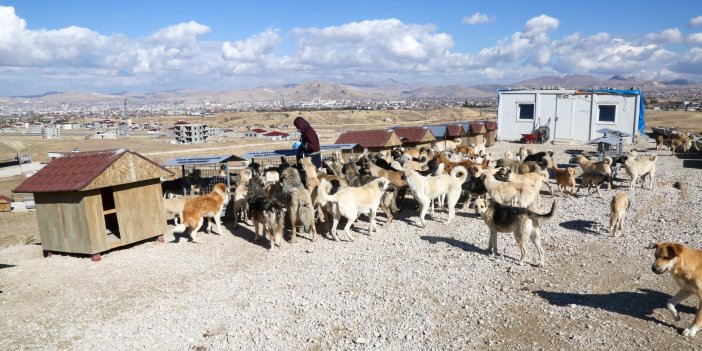 Van'da sahipsiz hayvanlar için doğal yaşam alanı açıldı