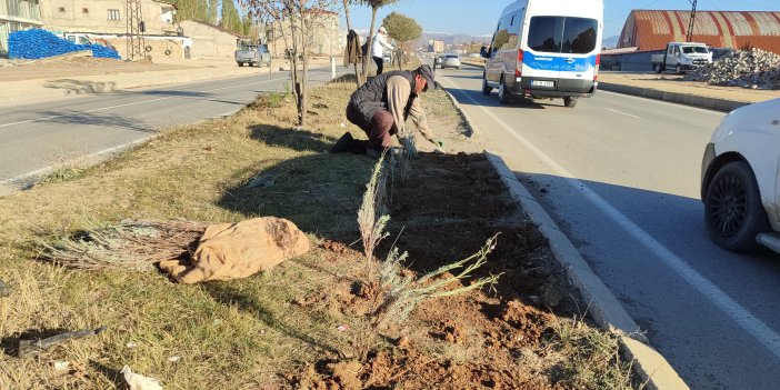 Yüksekova’da İpekyolu Caddesi orta refüj ağaçlandırma çalışması başladı