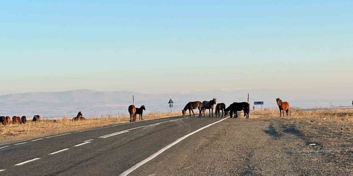 Kars'ta başıboş atlar tehlike saçıyor