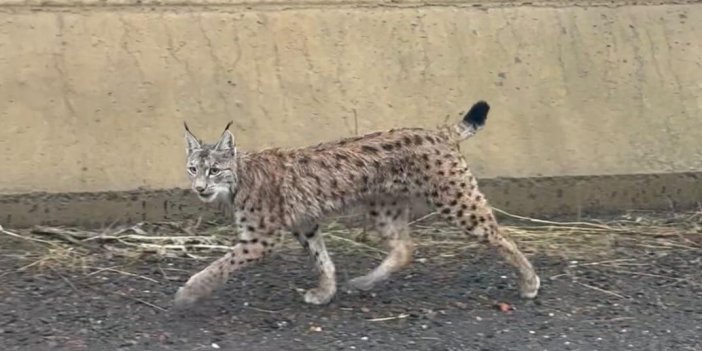 Yüksekova’da nesli tehlike altında olan vaşak görüldü