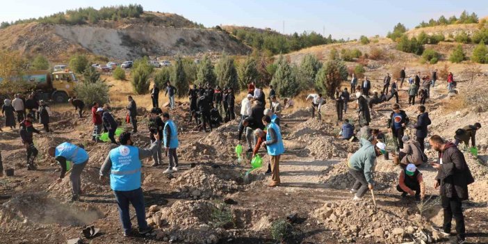 Nizip Belediyesi, bin adet zeytin fidelerini dikti