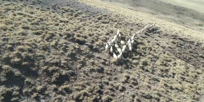 Vanlı öğretmen dronla kayıp koyunları buldu