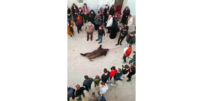 Antep’te gündüz köye inen domuz vatandaşlara saldırdı: 1 yaralı