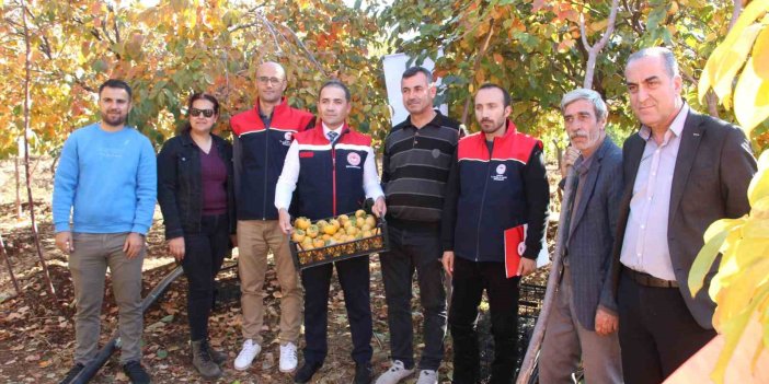 Şırnak'ta denemek için bahçesine cennet hurması ekti, geçimini bununla sağlamaya başladı