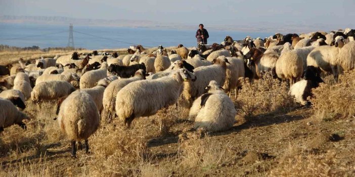 Van’ın küçükbaş hayvancılığına 200 bin koyun destek