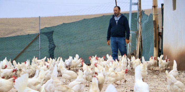 Yüksekova: Hobi olarak aldığı 10 tavukla 3 yılda çiftlik kurdu