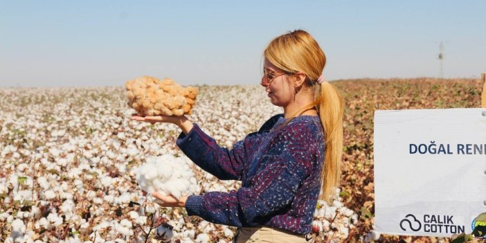 Urfa’da doğal renkli pamuğun hasadı başladı