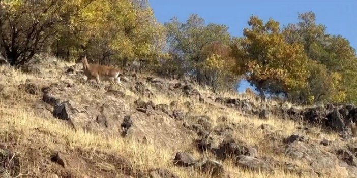 Elazığ’da dağ keçileri görüntülendi