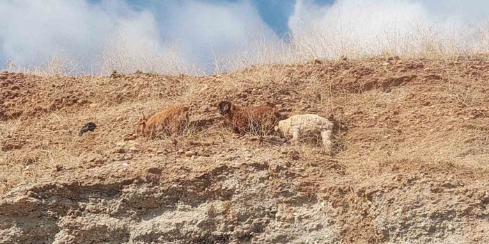 Diyarbakır’da keçiler 2 gündür mahsur kaldıkları yerden kurtarıldı