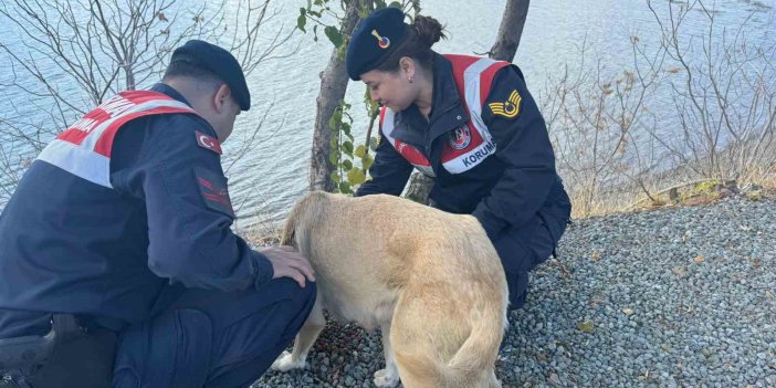 Elazığ’da sokak hayvanları unutulmadı