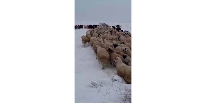 Çemişgezek'te sürü sahipleri kar ve tipiye yakalandı