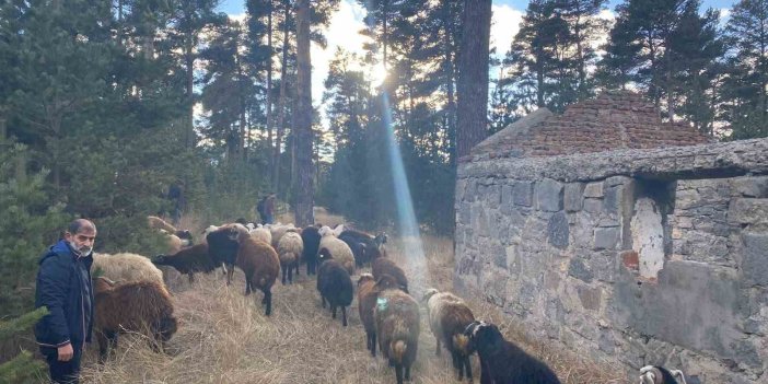 Maskeli hırsızlar tarafından çalınan hayvanlar bulundu