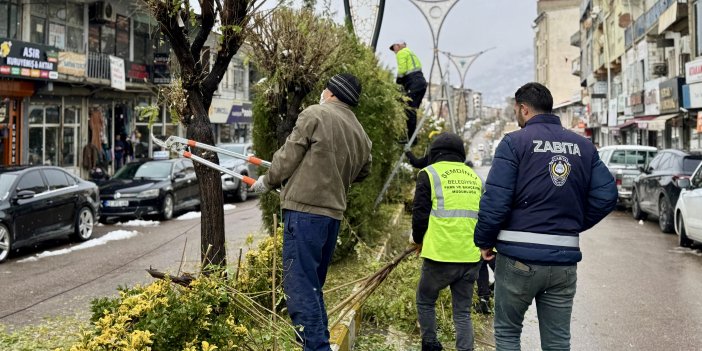 Şemdinli’de orta refüjlerdeki ağaçlar budandı