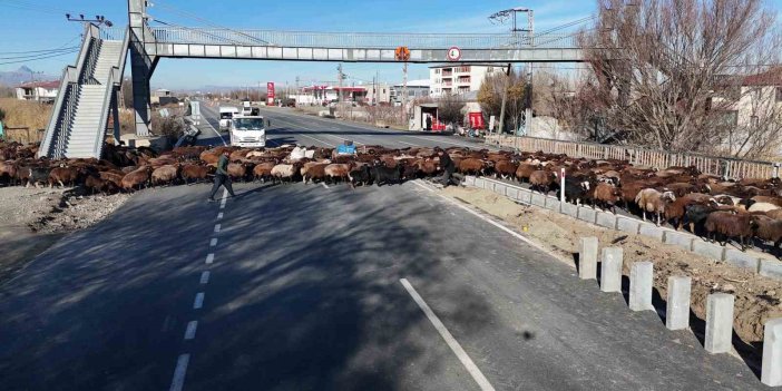 8 aydır merkezden ayrı olan sürüler Iğdır’a geri döndü