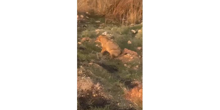 Urfa’da Anadolu sırtlanı ile yaralı çakal görüldü