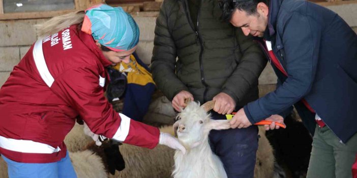 Van’da soğuk havaya rağmen aşı ve küpe çalışmaları sürüyor