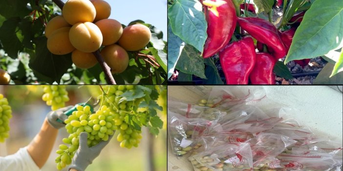 Elazığ’da pestisit denetimi