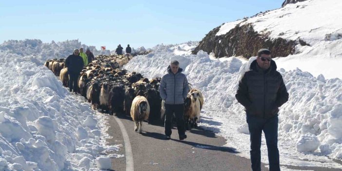 Muş’ta kar yağışı nedeniyle 2 bin koyun mahsur kaldı