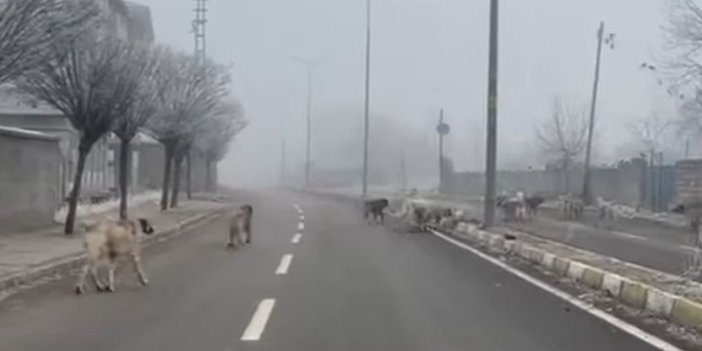 Ağrı'da başıboş köpekler tehlike saçıyor