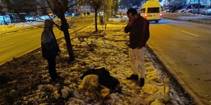 Bitlis'te aracın çarptığı köpeğin başından bir an olsun ayrılmadı