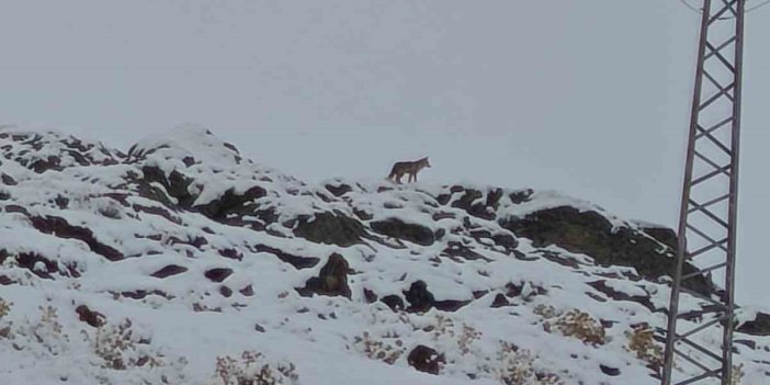 Hakkari’de gündüz vakti kurt görüldü