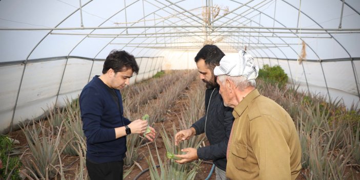 Derecik'te Aloe Vera üretimiyle tarımda çeşitlilik hedefleniyor