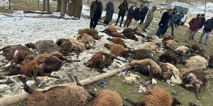 Muş’ta ahır çöktü: 30 küçükbaş hayvan öldü