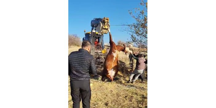 Adıyaman'da kuyuya düşen inek kurtarıldı