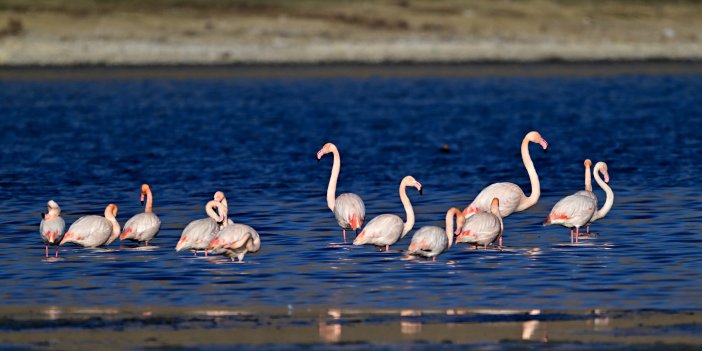 flamingolar kışın da Van Gölü'nde