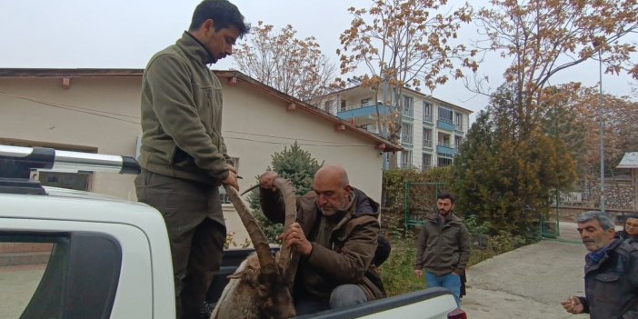 Çemişgezek'te yaralı bulunan yaban keçisi tedavi altına alındı